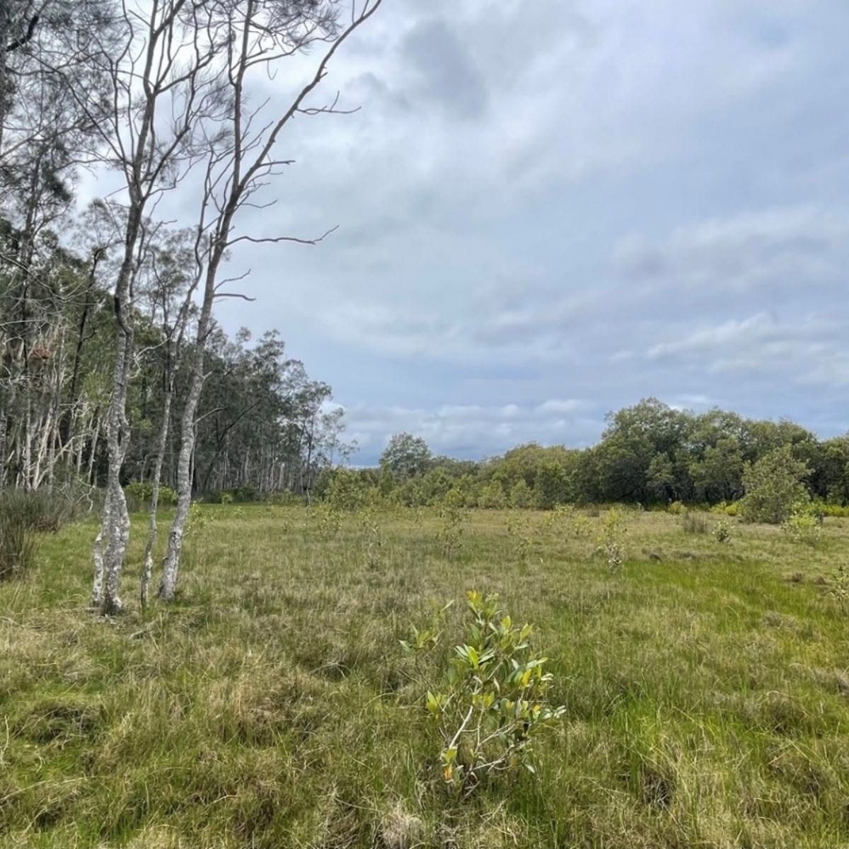 Photo of Queensland’s second Conserved Area which has been established at McCoys Creek Wetland, protecting a critical biodiversity site on the Gold Coast. Image copyright: City of Gold Coast.