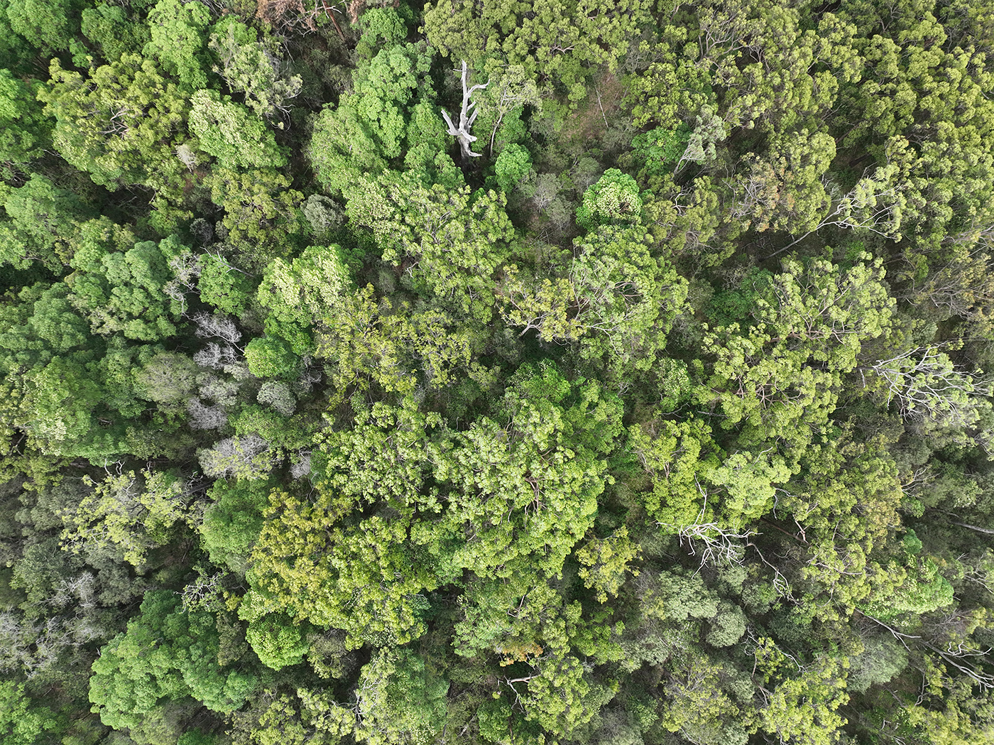 Photo of Daisy Hill Conservation Park, South East Queensland