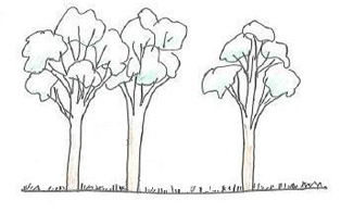 Illustration of state 2 (open-forest with limited tree recruitment and low shrub cover)