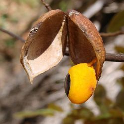 Diesel tree seed