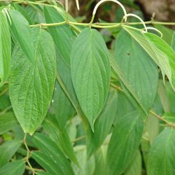 Spiked pepper leaves