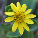 Thumbnail of Bitou bush and boneseed