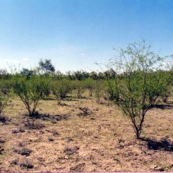 Mimosa bush plants