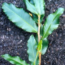 Ochna leaf