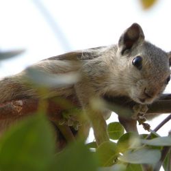Indian palm squirrel in tree