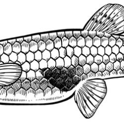 Female gambusia or mosquitofish illustration