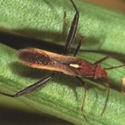 Elongated bug with cream marking in the middle of the back and cream stripes along each side
