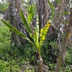 Stunted plant infected with banana bunchy top virus