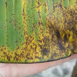 Leaf showing symptoms of freckle disease of banana.