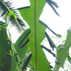 Damage to banana plant by caterpillar of the banana skipper