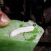 Thumbnail of Banana skipper