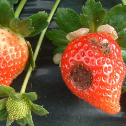 Red strawberries with dark, sunken spots