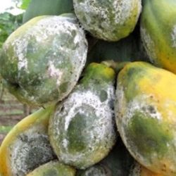 Symptoms of Phytophthora fruit rot of papaya