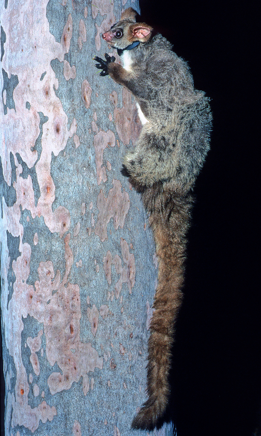 A photo of a greater glider clinging to a eucalypt tree and wearing a light blue tracking collar used to locate this individual in forest during a scientific study of habitat use. The collar contained a weak link which allowed it to fall off after a brief period in the life of the glider.