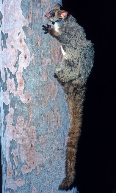 A photo of a light-coloured Greater Glider clinging to a eucalypt tree and wearing a light blue tracking collar used to locate this individual in forest during a scientific study of habitat use. The collar contained a weak link which allowed it to fall off after a brief period in the life of the glider.