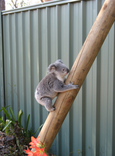 A Koala climbing up a timber pole which has been placed in the garden, leaning on a Colourbond fence.