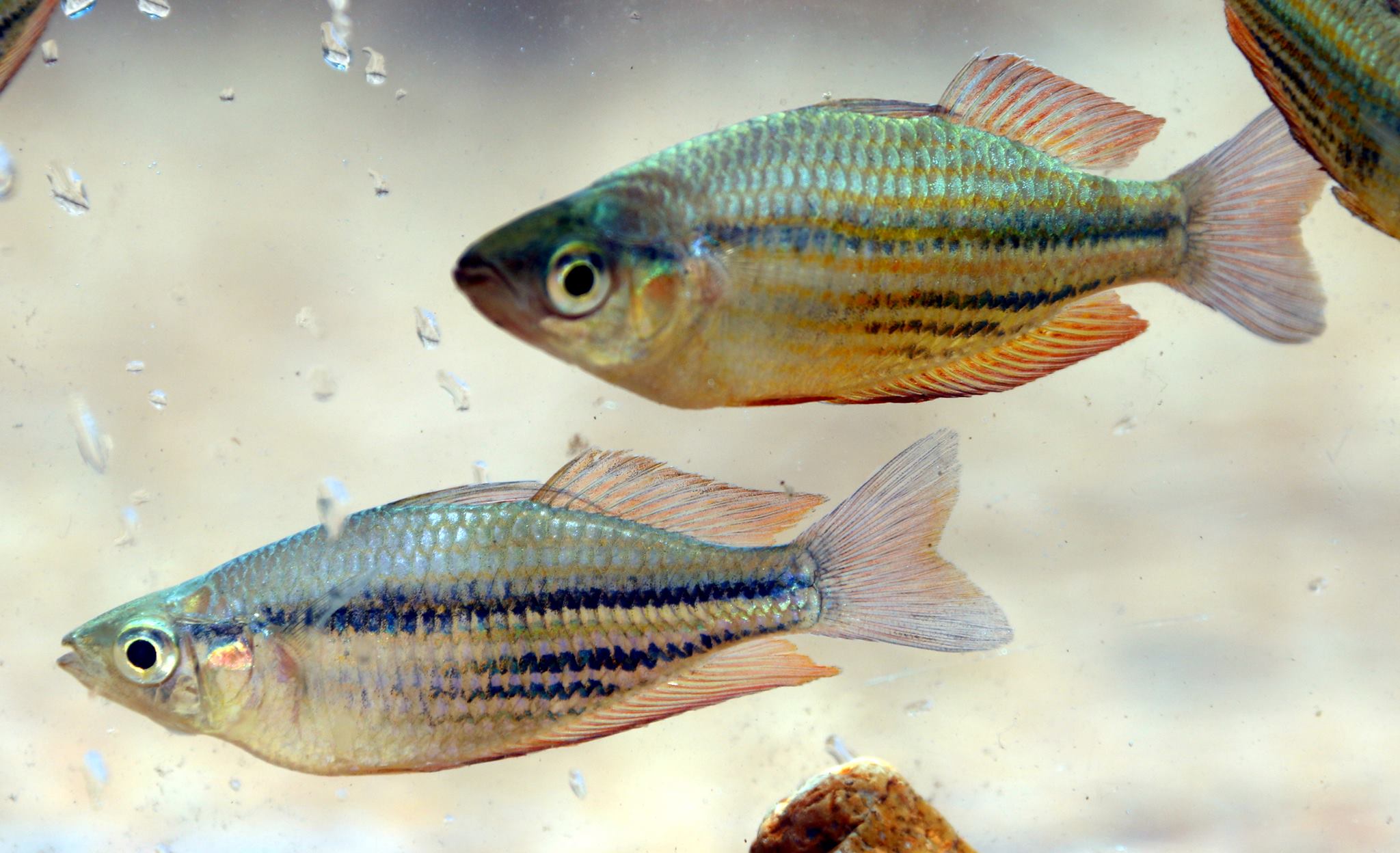 Running River rainbowfish
