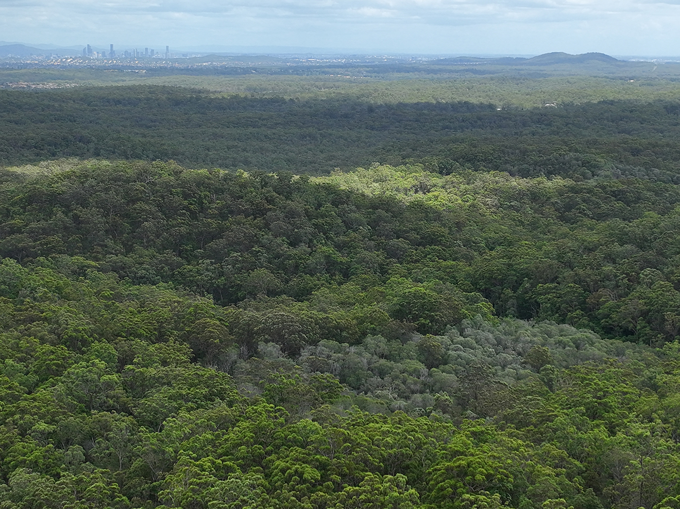 Photo of Daisy Hill Conservation Park, South East Queensland