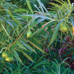 Captain Cook tree pods