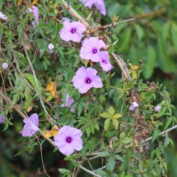 Coastal morning glory flowers