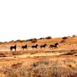 Feral horse group