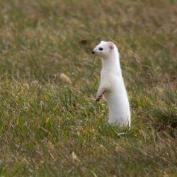 White stoat