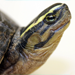 Thumbnail of South-East Asian box turtle
