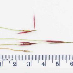 Chilean needle grass seeds