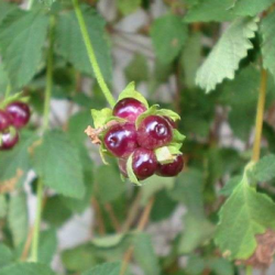 Close-up of mature fruit of creeping lantana