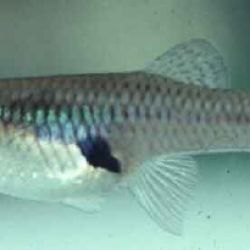 Female gambusia or mosquitofish