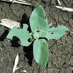 Small plant with damaged leaves