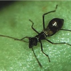 Dark ant-like bug