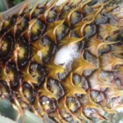 Fermentation on exterior of pineapple