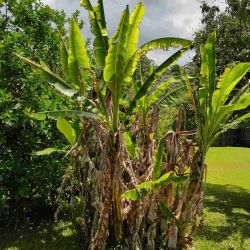 Banana bunchy top virus in backyard banana plants