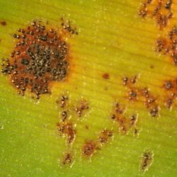 Close up view of leaf showing freckle disease of banana symptoms.