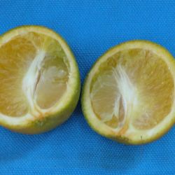 Fruit are lopsided and can have small, brown, aborted seeds.