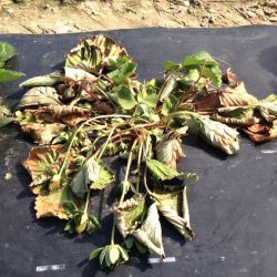 Wilting strawberry plant