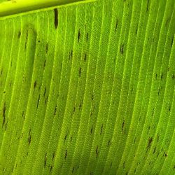 Dark leaf streaks, an early stage of infection with black sigatoka of banana