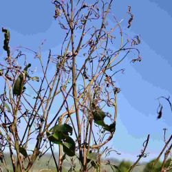 Dieback of a growing tip, caused by Quambalaria shoot blight