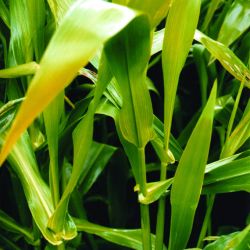 Hymenachne leaf
