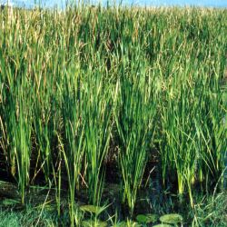 Cumbungi plant form