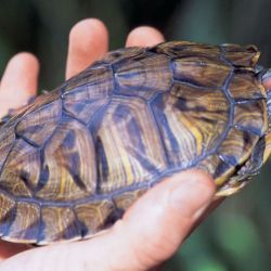 Red-eared slider turtle in hand
