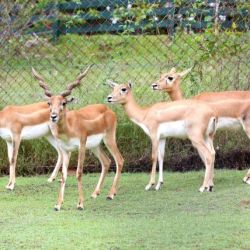 Blackbuck antelope in group