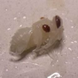 Varroa mite on pupae