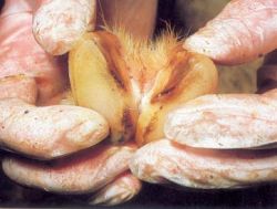 Sheep's foot with 2-day-old lesions in inter-digital space and along coronary bands. Note blanching and swelling.