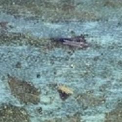 Close up of leaf surface showing pale yellow thrips nymphs and dark grey adults