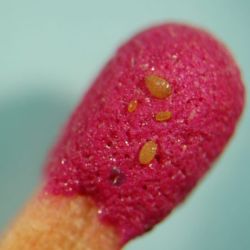 Phylloxera adults, crawlers and eggs on a match head—adults are about 1mm in length