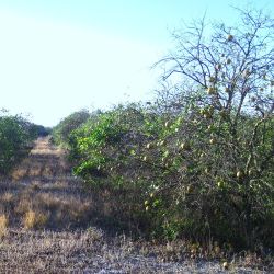 Severe citrus greening causes dieback and fruit drop; remaining leaves are yellow or mottled; many fruit are small and misshapen.