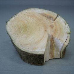 Orange-brown discolouration of internal wood tissue in a lemon tree