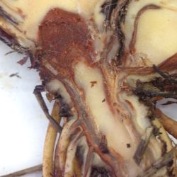 Bisected plant crown showing pale flesh surrounding discoloured brown centre